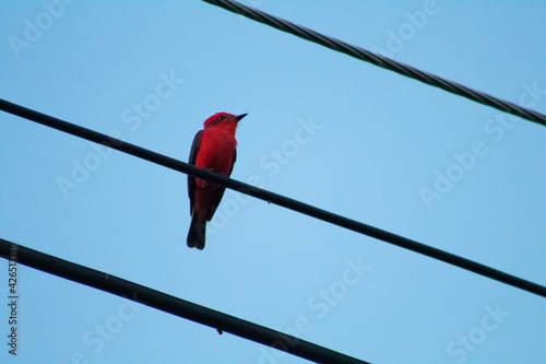 Scarlet flycatcher on a branch