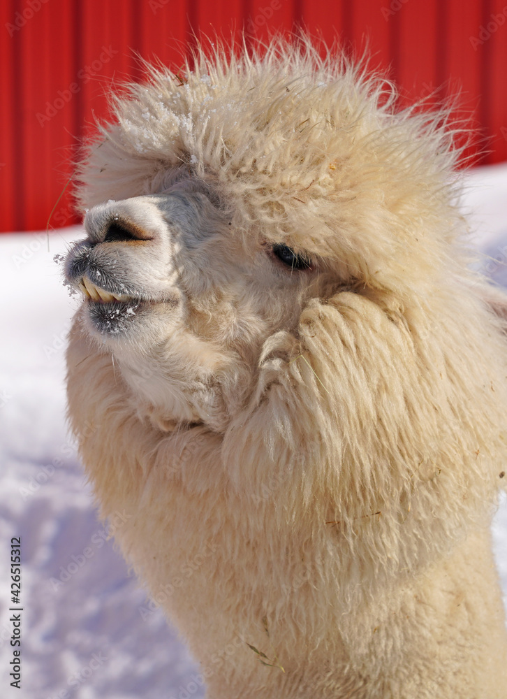 Obraz premium Winter view of furry alpaca in the snow in a farm in New Jersey