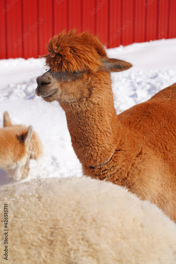 Fototapeta premium Winter view of furry alpaca in the snow in a farm in New Jersey