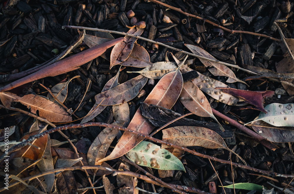 autumn leaves on the ground autumn leaves on the ground