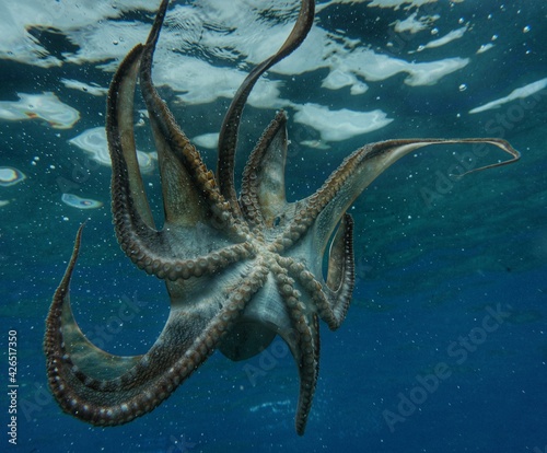 Octopus in Hawaiian Water 