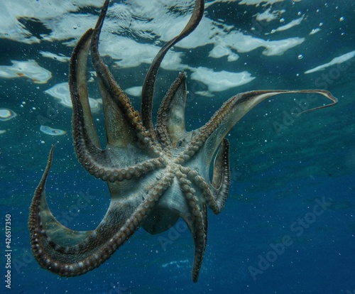 Photography Octopus in Hawaiian Water