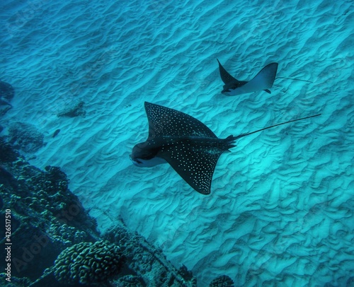 Swimming with Spotted Eagle Rays in Hawaii 