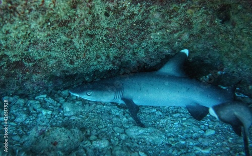 White Tip Reef Shark in Hawaii 