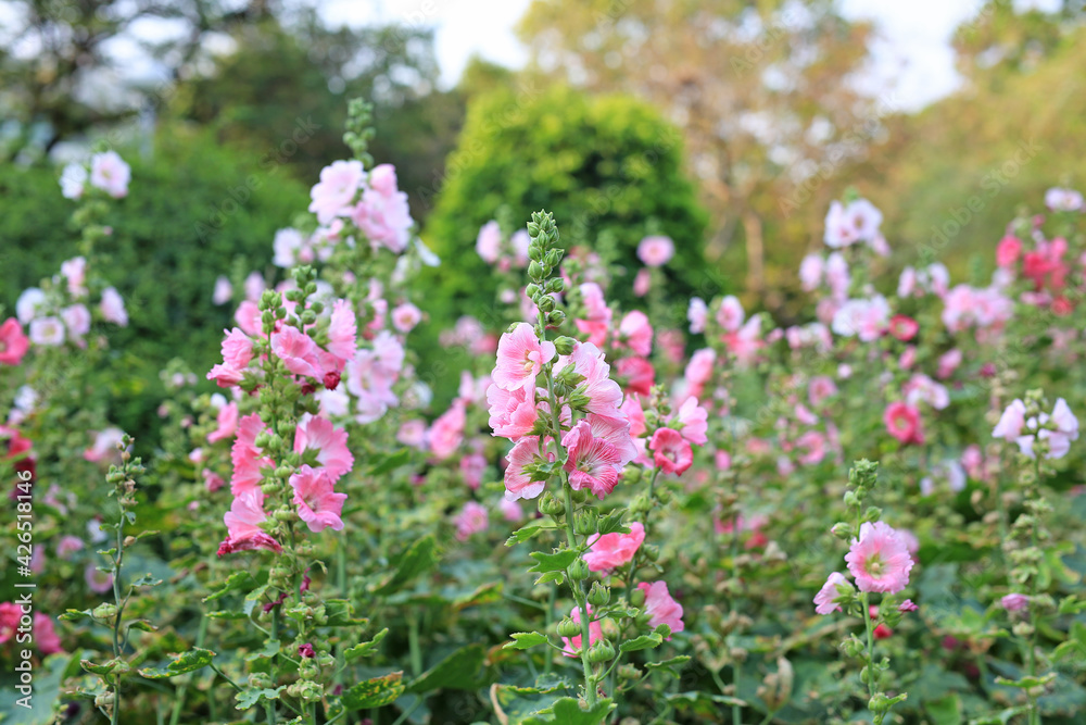Hollyhock flower in a garden. Red pink Flower of hollyhock in park Hollyhock flower in a garden. Red pink Flower of hollyhock in park