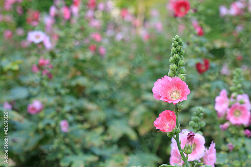 Hollyhock flower in a garden. Red pink Flower of hollyhock closeup on green blur background