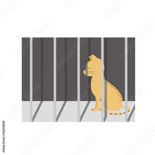 殺処分される猫