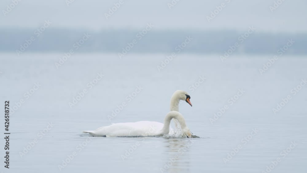 Wild mute swan eating grass underwater closeup in overcast day Wild mute swan eating grass underwater closeup in overcast day