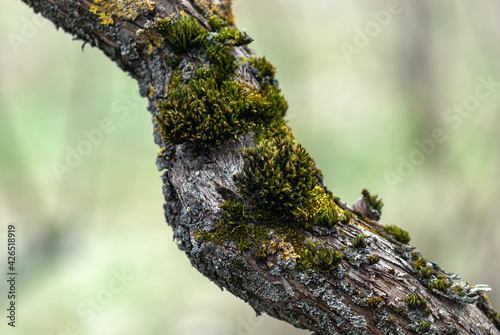 Old tree trunk with moss and lichen