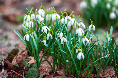 Snowdrops early flowering in spring forest - Galanthus nivalis in nature photo