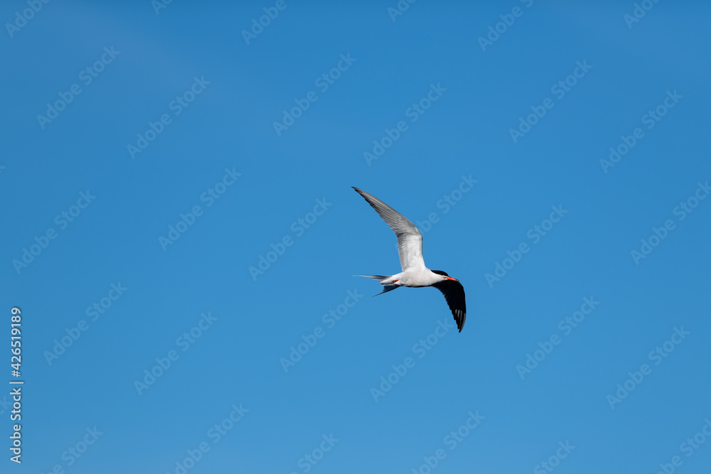 A large adult gannet sea bird soars through the clear blue sky. The bird's wings are spread wide. The Northern Gannet is yellow and white with black wingtips. It has blue eyes and a long beak. A large adult gannet sea bird soars through the clear blue sky. The bird's wings are spread wide. The Northern Gannet is yellow and white with black wingtips. It has blue eyes and a long beak.