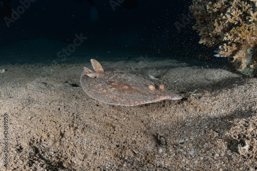 Torpedo sinuspersici On the seabed  in the Red Sea  Israel 