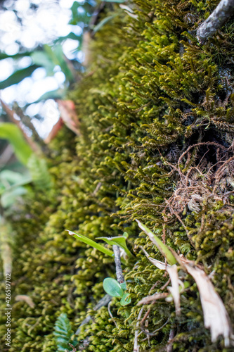 moss on tree