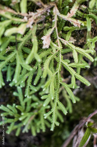 green moss in the forest © Hellen