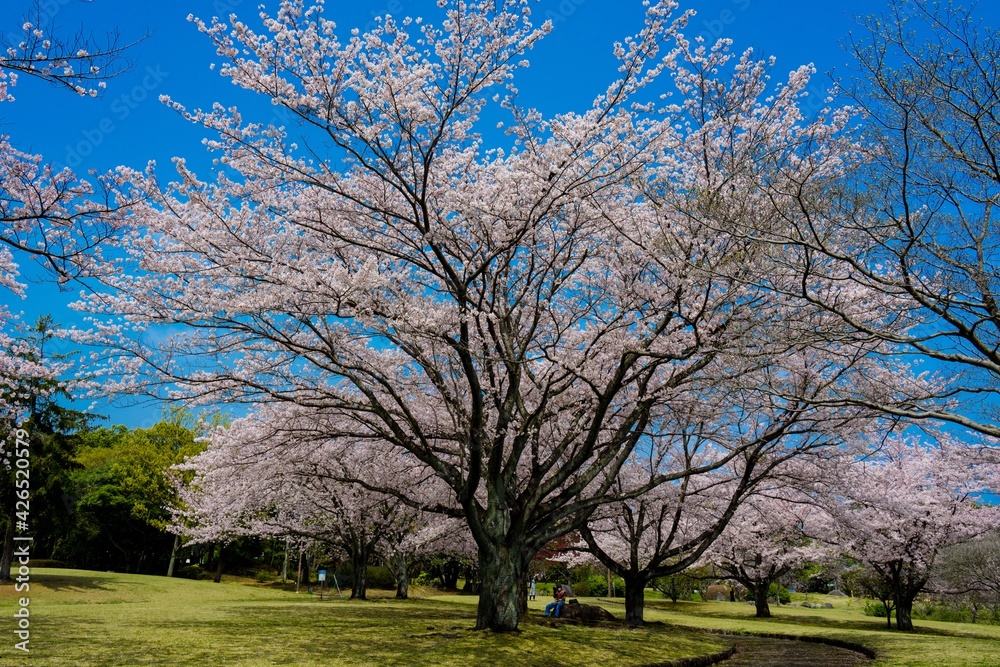 南立石公園の桜
