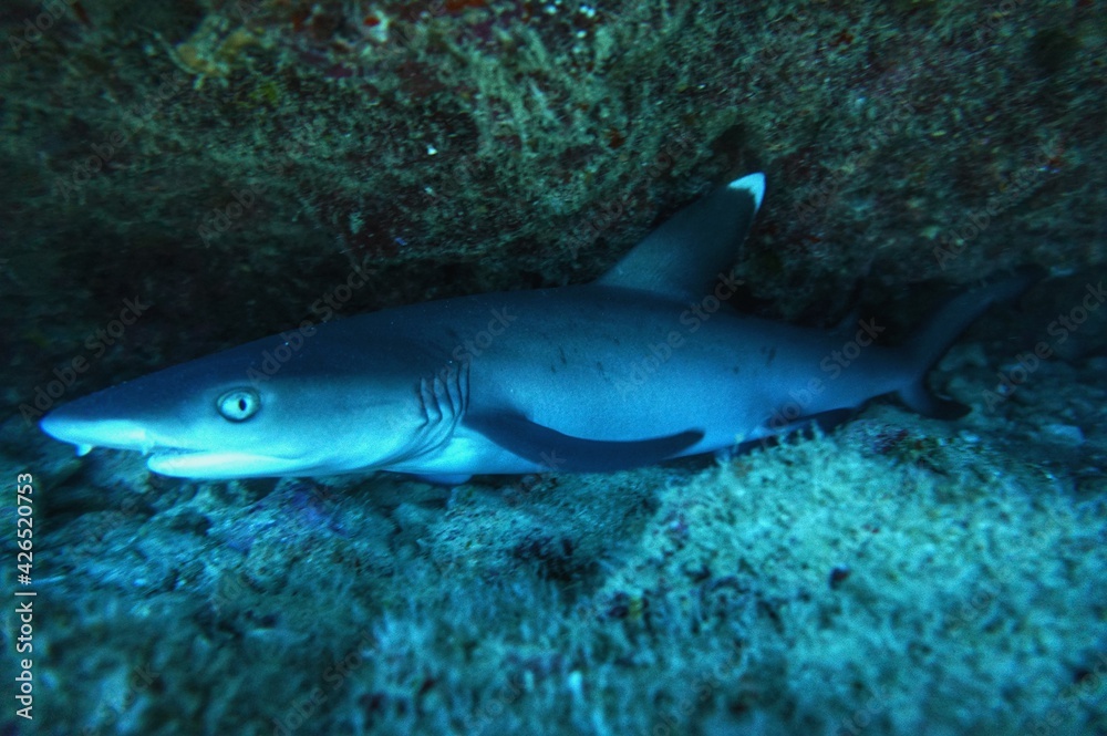 White Tip Reef Shark in Hawaii White Tip Reef Shark in Hawaii