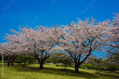 南立石公園の桜 