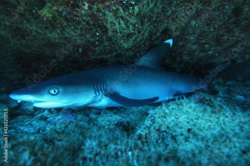 White Tip Reef Shark in Hawaii 