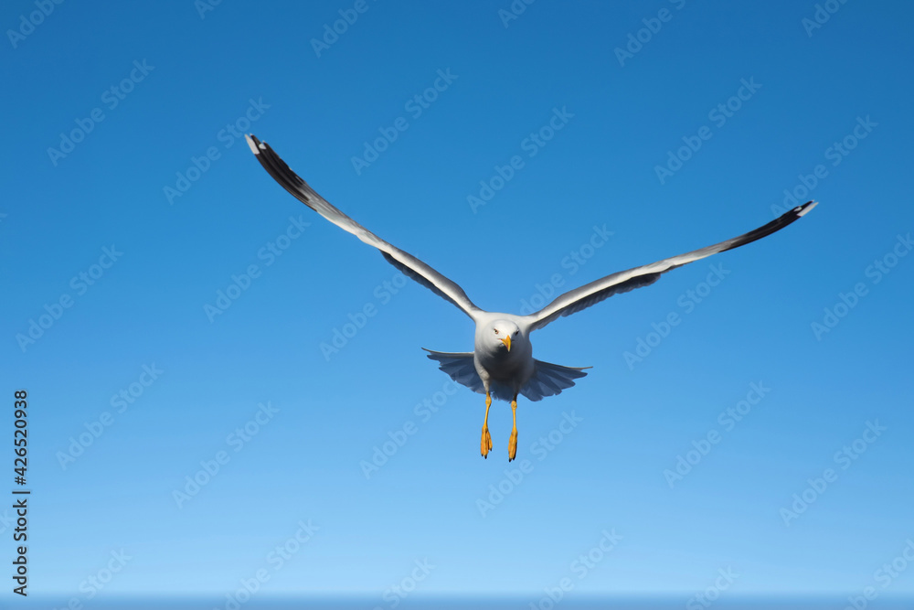 seagull in flight