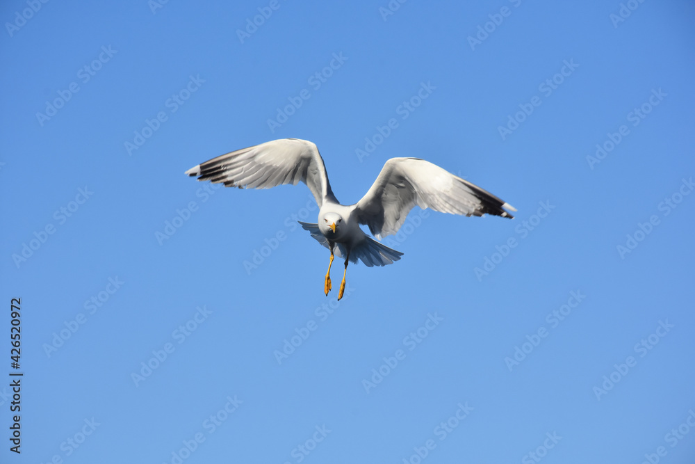 Obraz premium seagull in flight