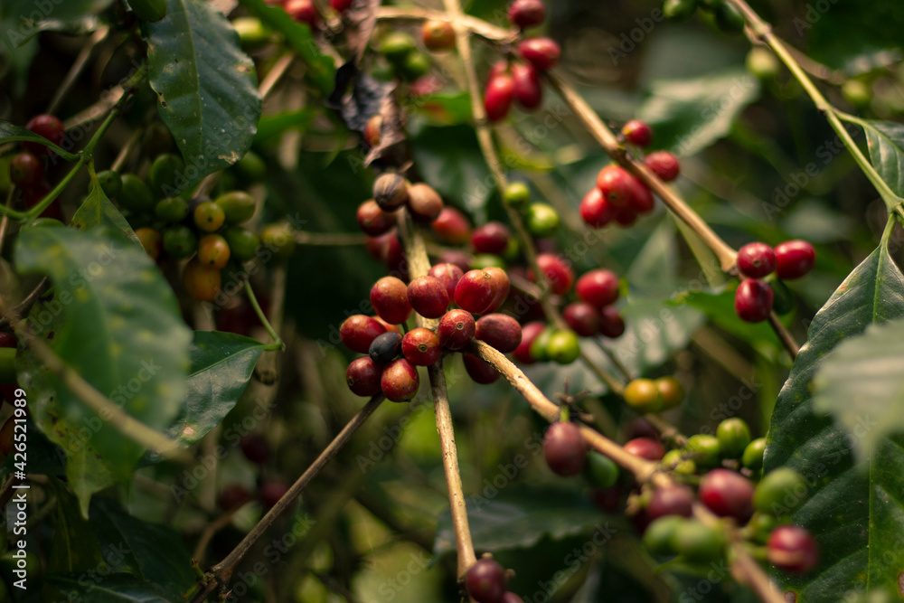 Coffee beans from an organic crop in Colombia Coffee beans from an organic crop in Colombia