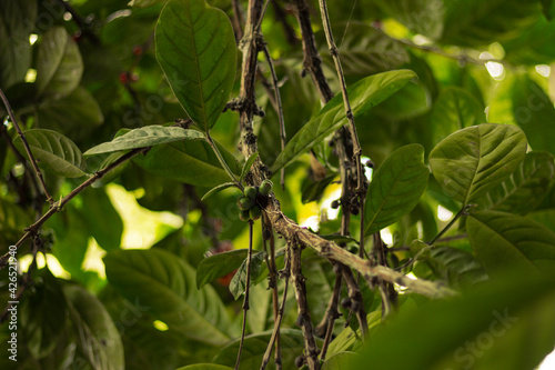 Coffea leaves and coffee beans