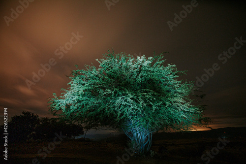 Tree in the tatacoa desert at night. Huila, colombia photo