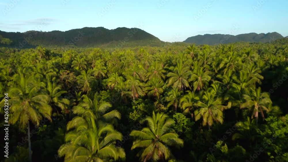 Aerial drifting over palmtrees with sunrise on Siargao Island, Philippines. Aerial drifting over palmtrees with sunrise on Siargao Island, Philippines.