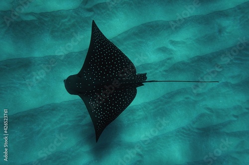 Fotografia Swimming with Spotted Eagle Rays in Hawaii
