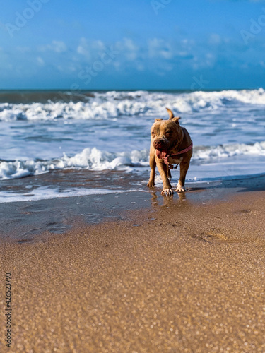 dog on the beach