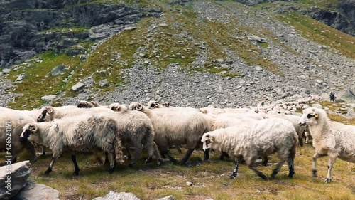 A flock of sheep grazing on mountain landscape in HD