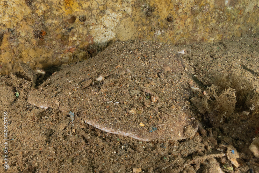 Torpedo sinuspersici On the seabed  in the Red Sea, Israel
