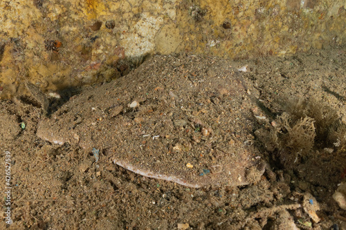 Torpedo sinuspersici On the seabed  in the Red Sea  Israel 