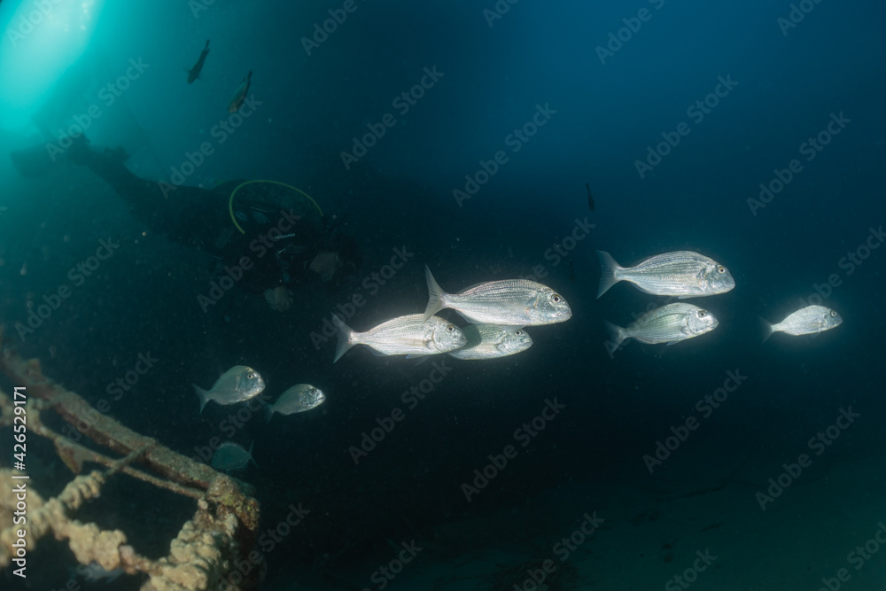 Fototapeta premium Fish swim in the Red Sea, colorful fish, Eilat Israel 