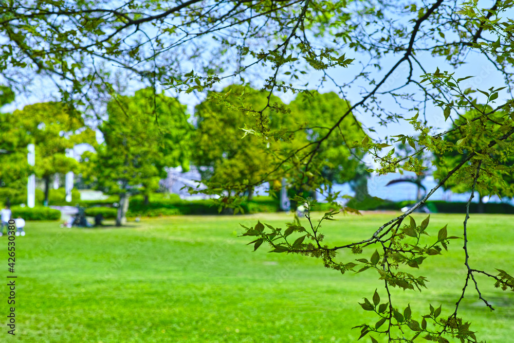 海辺の新緑の公園
