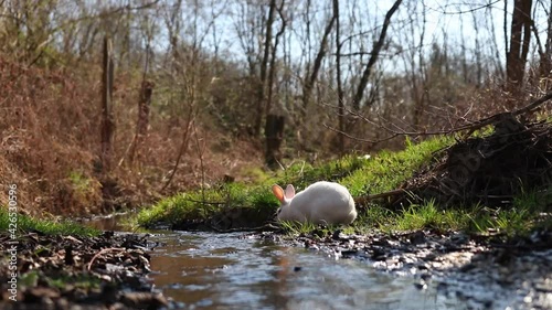 A closeup view of a white rabbit near the water stream in a forest in HD