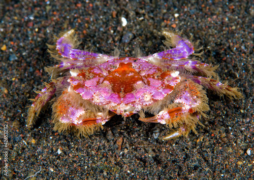 A rare small crab - Lophozozymus incisus. Underwater macro world of Tulamben, Bali, Indonesia. photo