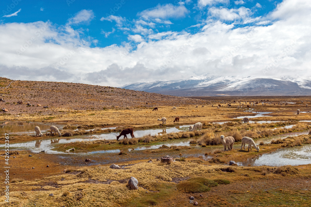 Fototapeta premium Alpacas (Vicugna pacos) in the Andes altiplano of Peru near Arequipa, Salinas y Aguada Blanca national reserve.