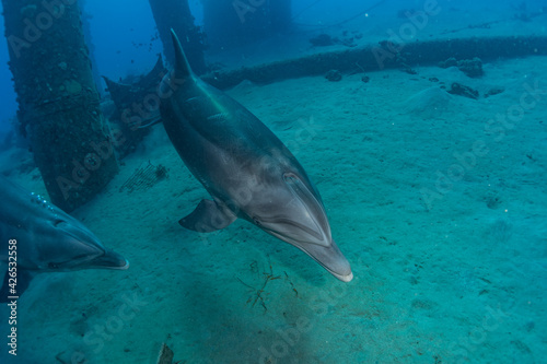 Dolphin swimming in the Red Sea  Eilat Israel 