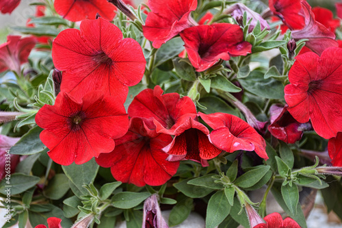 Image full of colourful petunia Petunia hybrida flowers. Flower Bed with red petunias. 