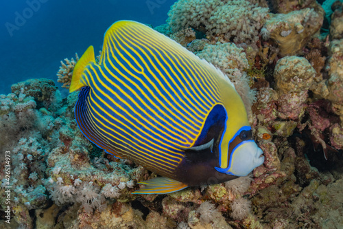 Fish swim in the Red Sea, colorful fish, Eilat Israel  © yeshaya