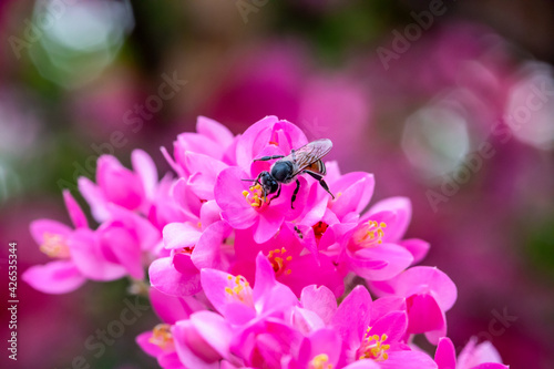 Bee eating nectar juice of pink Mexican Creeper flowers.