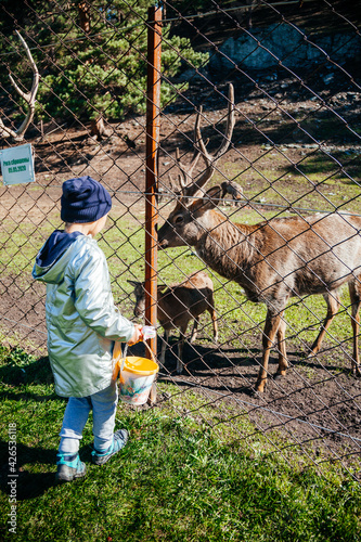 Wallpaper Mural European girl feeding deer with antlers in Altay farm Torontodigital.ca