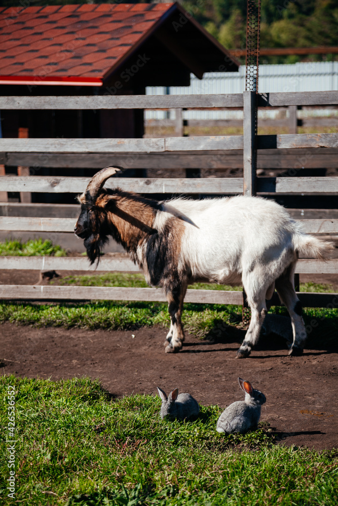 custom made wallpaper toronto digitalWhite goat with rabbits in farm in a mountain scenery