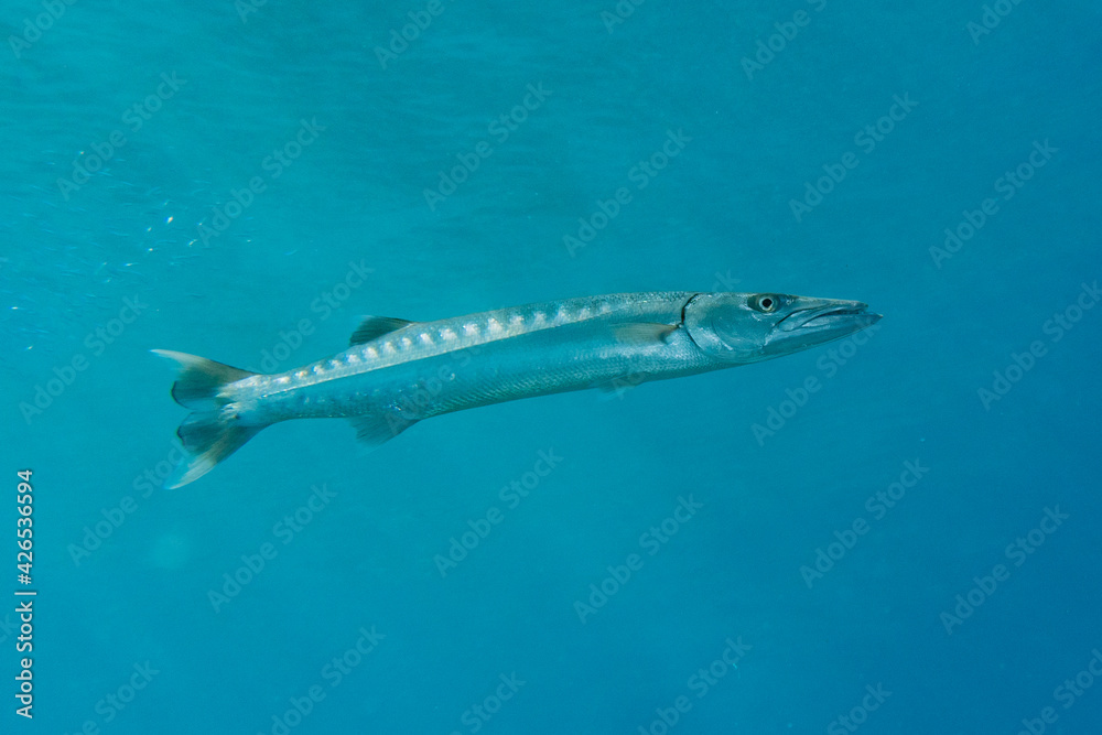 Naklejka premium Fish swim in the Red Sea, colorful fish, Eilat Israel 