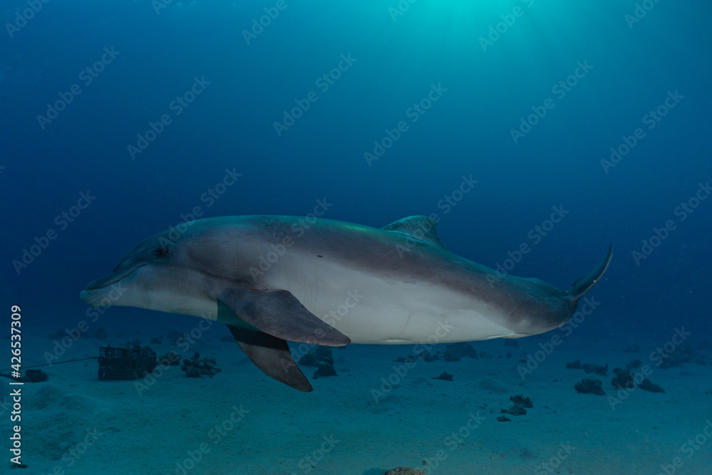 Fototapeta premium Dolphin swimming in the Red Sea, Eilat Israel 