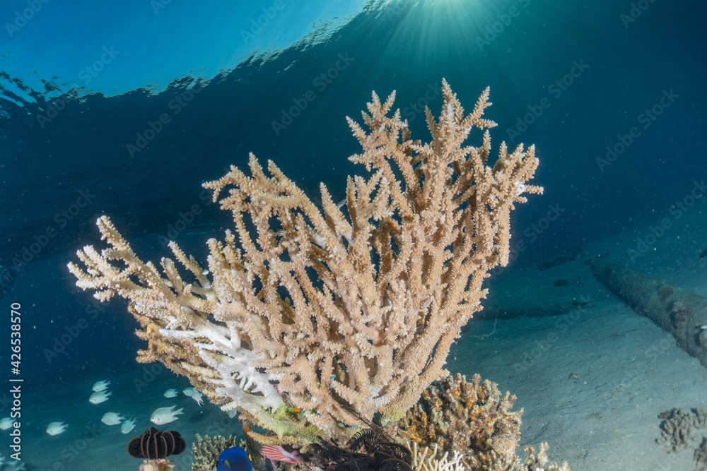 Obraz premium Coral reef and water plants in the Red Sea, Eilat Israel 