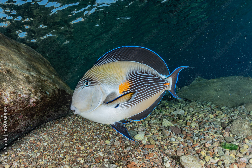 Fototapeta premium Fish swim in the Red Sea, colorful fish, Eilat Israel 