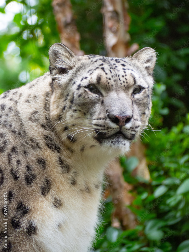 Snow Leapord in the Central Park zoo