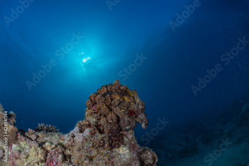 Coral reef and water plants in the Red Sea, Eilat Israel 